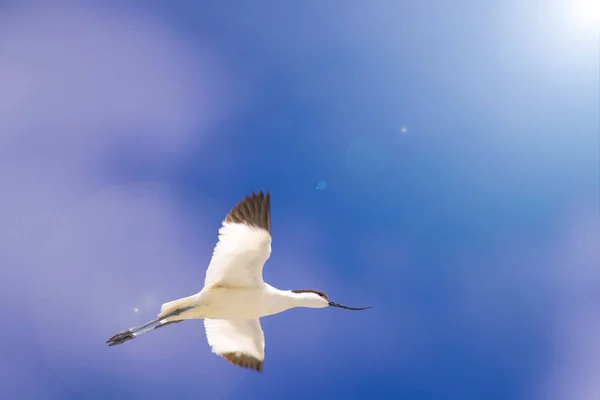 Pássaro Voador Fundo Azul Céu Pied Avocet Recurvirostra Avosetta — Fotografia de Stock