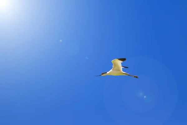 Pássaro Voador Fundo Azul Céu Pied Avocet Recurvirostra Avosetta — Fotografia de Stock