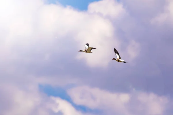 飛ぶ鳥青空の背景 共通のシェルダック タドルナ タドルナ — ストック写真