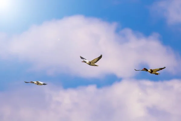 Pássaro Voador Fundo Azul Céu Pássaro Shelduck Comum Tadorna Tadorna — Fotografia de Stock