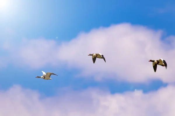 Fliegender Vogel Blauer Himmel Hintergrund Vogel Gemeine Ente Tadorna Tadorna — Stockfoto