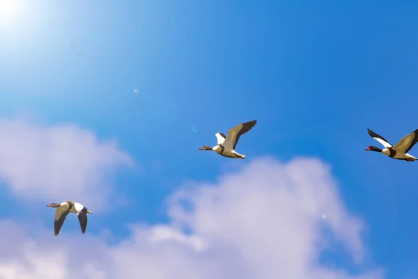 Fliegender Vogel Blauer Himmel Hintergrund Vogel Gemeine Ente Tadorna Tadorna — Stockfoto