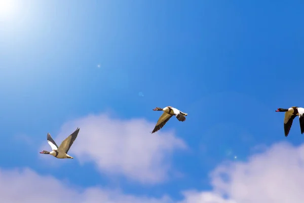 Pássaro Voador Fundo Azul Céu Pássaro Shelduck Comum Tadorna Tadorna — Fotografia de Stock