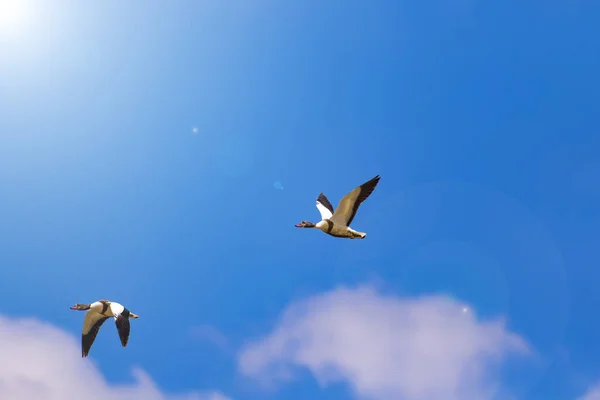 Flygande Fågel Blå Himmel Bakgrund Fågel Vanlig Shelduck Tadorna Tadorna — Stockfoto