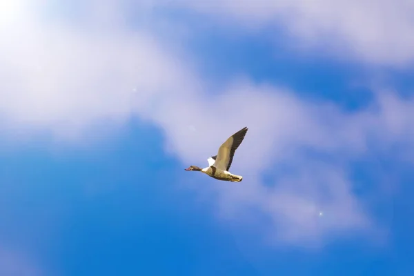 Létající Pták Modrá Obloha Pozadí Ptáček Běžný Shelkachna Třída Tadorna — Stock fotografie