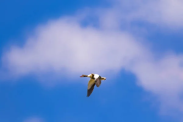 Oiseau Volant Fond Bleu Ciel Oiseau Canard Noir Tadorna Tadorna — Photo