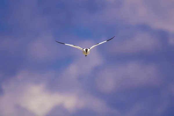 Létající Pták Modrá Obloha Pozadí Jsem Tom Recurvirostra Avosetta — Stock fotografie