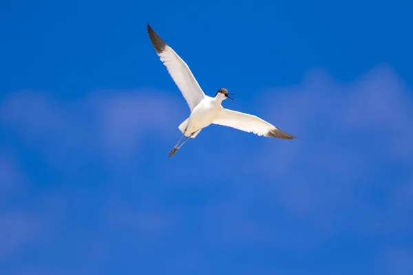 Pássaro Voador Fundo Azul Céu Pied Avocet Recurvirostra Avosetta — Fotografia de Stock