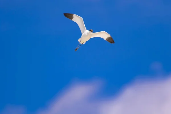 Uccello Volante Sfondo Cielo Blu Pied Avocet Recurvirostra Avosetta — Foto Stock