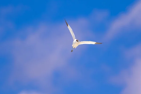 Pássaro Voador Fundo Azul Céu Pied Avocet Recurvirostra Avosetta — Fotografia de Stock