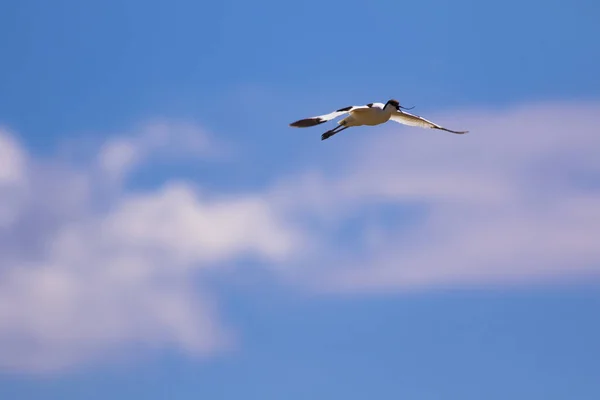 Oiseau Volant Fond Bleu Ciel Pied Avocet Recurvirostra Avosetta — Photo