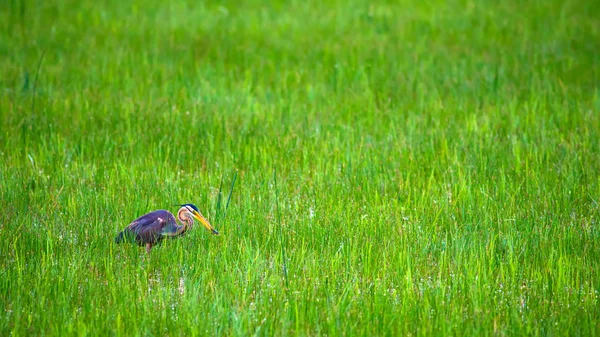 Natur Und Vogel Purpurreiher Blauer Hintergrund — Stockfoto