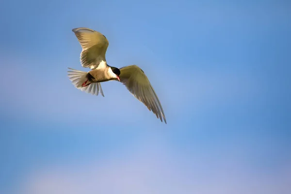 Літаючий Птах Терн Фон Блакитного Неба Білих Хмар — стокове фото