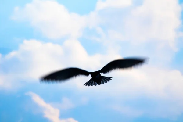 Latający Rybitwa Ptaka Błękitne Niebo Białe Chmury Tło — Zdjęcie stockowe