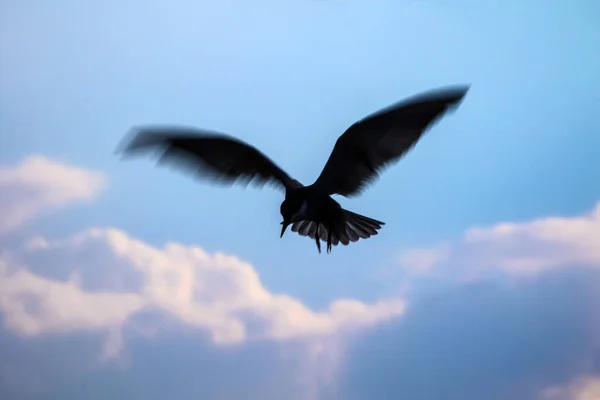 Una Sterna Uccelli Volanti Cielo Blu Nuvole Bianche Sfondo — Foto Stock