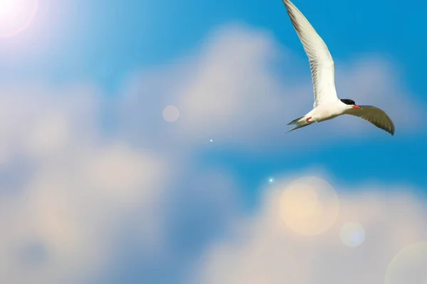 Ιπτάμενο Πουλί Μπλε Ουρανός Και Λευκά Σύννεφα Φόντο — Φωτογραφία Αρχείου
