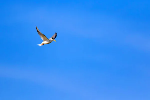Flying Bird Tern Blue Sky White Clouds Background — Stock Photo, Image