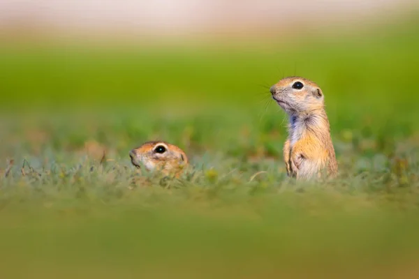 Que Animal Engraçado Esquilo Terra Grávida Fundo Natureza Verde — Fotografia de Stock