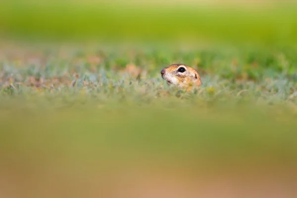 Schattig Grappig Dier Zwangere Grondeekhoorn Groene Natuur Achtergrond — Stockfoto