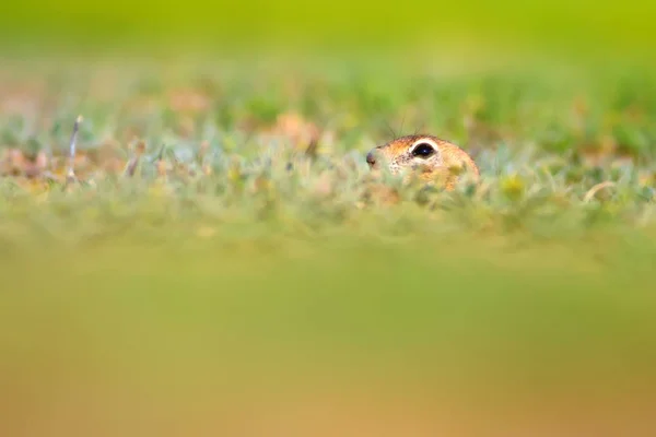 귀여운 재미있는 동물입니다 다람쥐 — 스톡 사진