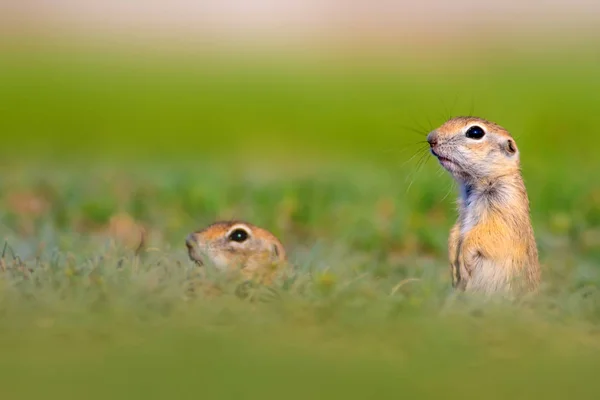 Cute funny animal. Pregnant ground squirrel. Green nature background.
