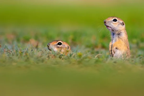 Que Animal Engraçado Esquilo Terra Grávida Fundo Natureza Verde — Fotografia de Stock