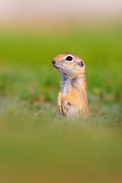 Χαριτωμένο Αστείο Ζώο Έγκυος Σκίουρος Εδάφους Πράσινο Φυσικό Φόντο — Φωτογραφία Αρχείου