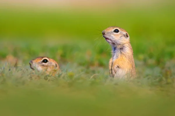 可爱的有趣的动物 怀孕的地松鼠绿色自然背景 — 图库照片