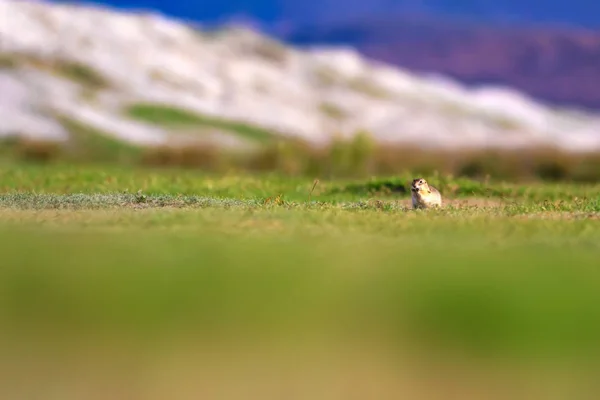 Che Simpatico Animale Divertente Scoiattolo Terra Incinta Sfondo Verde Natura — Foto Stock