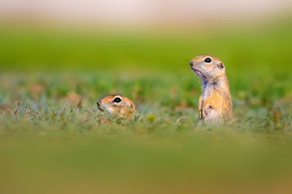 Che Simpatico Animale Divertente Scoiattolo Terra Incinta Sfondo Verde Natura — Foto Stock