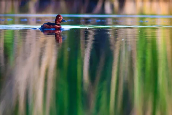 Pato Nadador Fondo Natural Del Hábitat Del Lago Pato Ferruginoso — Foto de Stock