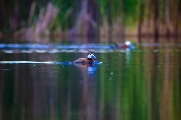 Cute Duck swimming. Natural lake background. White headed Duck. White headed Duck Oxyura leucocephala.