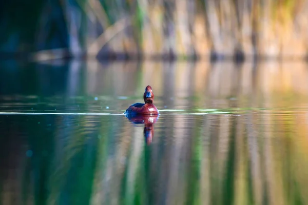 Pato Nadador Fundo Habitat Lago Natural Pássaro Pato Ferruginoso Aythya — Fotografia de Stock