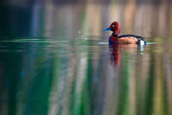 Kachna Koupání Pozadí Přírodního Jezera Ptáček Kachna Ferruginous Aythya Nyroca — Stock fotografie