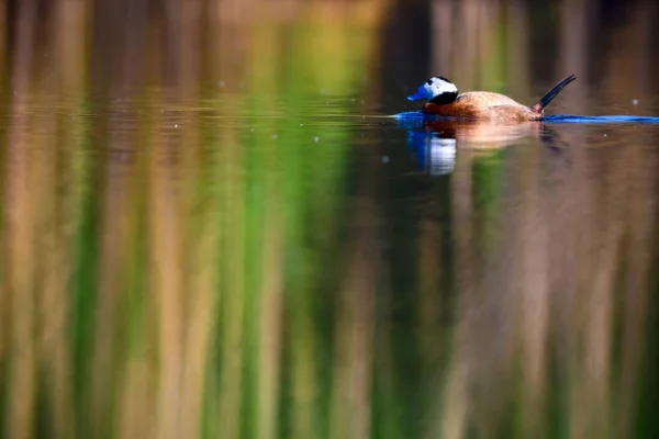 Cute Duck swimming. Natural lake background. White headed Duck. White headed Duck Oxyura leucocephala.