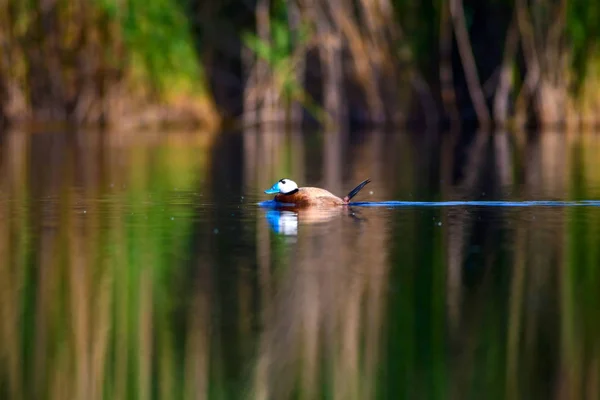 Cute Duck swimming. Natural lake background. White headed Duck. White headed Duck Oxyura leucocephala.