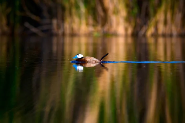 Cute Duck swimming. Natural lake background. White headed Duck. White headed Duck Oxyura leucocephala.