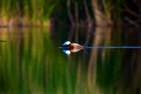 Sevimli Ördek Yüzüyor Doğal Göl Arka Planı Beyaz Başlı Ördek — Stok fotoğraf