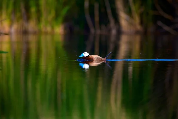 Cute Duck Swimming Natural Lake Background White Headed Duck White — Stock Photo, Image