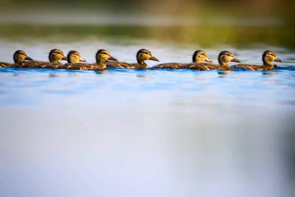 Famiglia Duck Acqua Natura Sfondo — Foto Stock