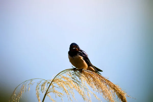 自然と鳥自然な背景 — ストック写真