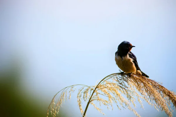 Nature Oiseau Contexte Naturel — Photo