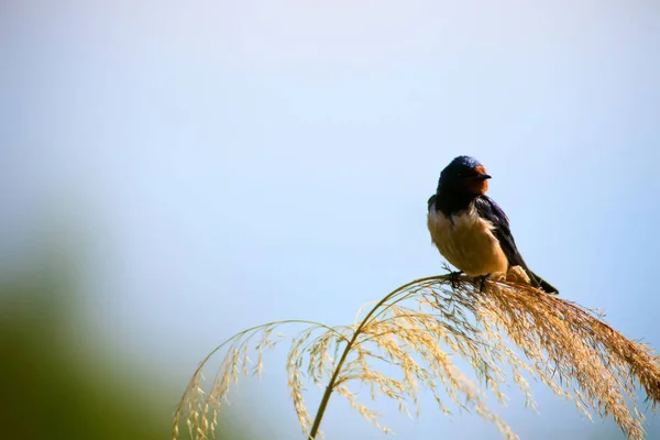 自然和鸟 自然背景 — 图库照片