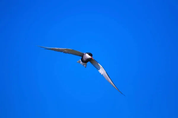 Uçan kuş sumn. Mavi gökyüzü ve beyaz bulutlar arka plan. 