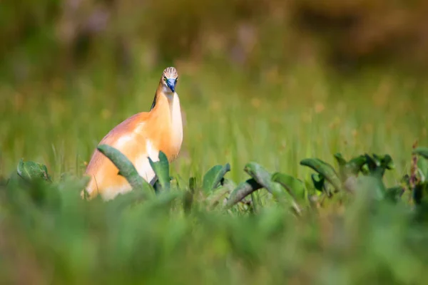 Heron Luonnon Tausta Lintu Squacco Heron Ardeolaravintolat — kuvapankkivalokuva