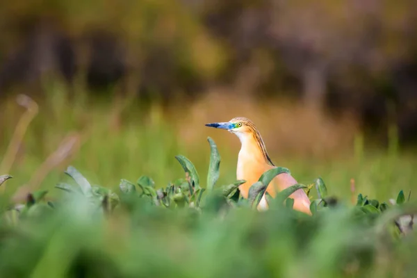 Czapla Środowisko Naturalne Ptak Czapla Dymna Ralloidy Ardeoli — Zdjęcie stockowe