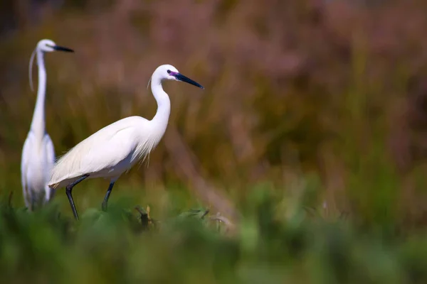 Garza Fondo Naturaleza Little Egret Egretta Garzetta — Foto de Stock