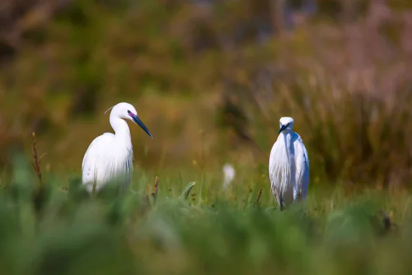 Heron Natur Bakgrund Lilla Hägrar Egretta Garzetta — Stockfoto