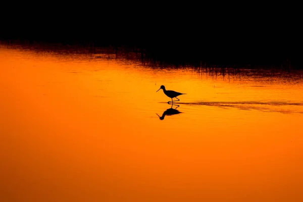 日落的自然和鸟 日落自然背景 常见的水鸟 希马托普斯 希马托 — 图库照片