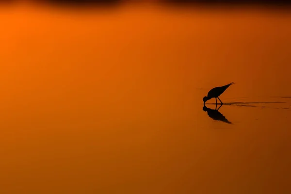 Zonsondergang Natuur Vogel Sunset Natuur Achtergrond Gemeenschappelijk Watervogel Zwart Gevleugelde — Stockfoto